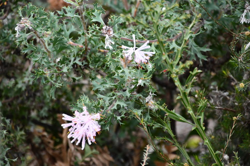Image of Isopogon baxteri by (c) Thomas Mesaglio, some rights reserved (CC BY)