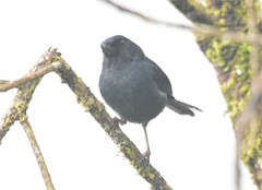 Diglossa albilatera