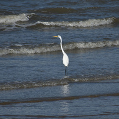 Ardea alba modesta