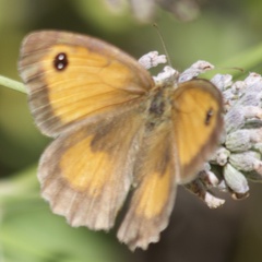 Pyronia tithonus