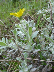 Calendula suffruticosa