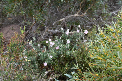 Image of Isopogon baxteri by (c) Thomas Mesaglio, some rights reserved (CC BY)