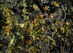 Dendrophthoe homoplastica