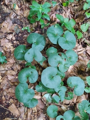 Asarum europaeum