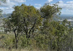 Lophostemon grandiflorus riparius