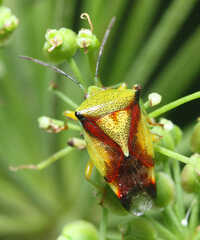 Elasmostethus yunnanus