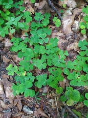 Oxalis acetosella
