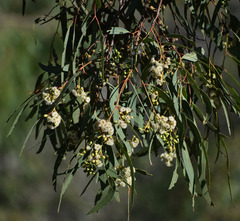 Eucalyptus drepanophylla