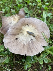 Psathyrella bipellis