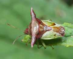 Elasmucha decorata