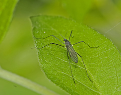 Gnophomyia tristissima