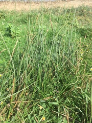 Cyperus longus