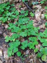 Oxalis acetosella