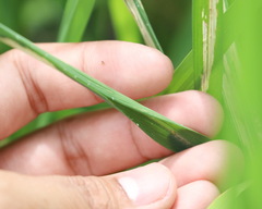 Cnaphalocrocis medinalis