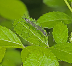 Gnophomyia tristissima