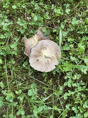 Psathyrella bipellis