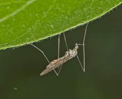 Gnophomyia tristissima