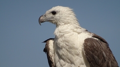 Haliaeetus leucogaster