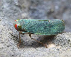 Cicadellidae