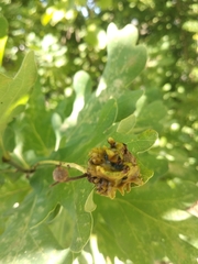 Andricus quercuscalicis