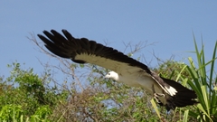 Haliaeetus leucogaster
