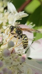 Polistes dominula