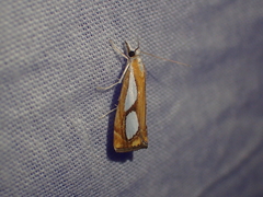 Catoptria pinella