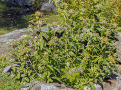 Gentiana cruciata cruciata