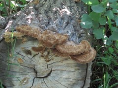 Hemipholiota populnea