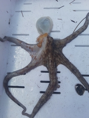Octopus vulgaris