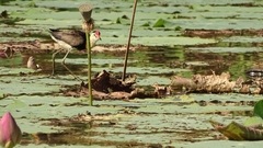 Irediparra gallinacea