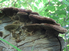 Hemipholiota populnea