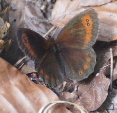 Erebia pronoe