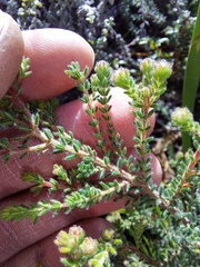 Erica parviflora