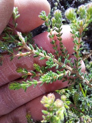 Erica parviflora