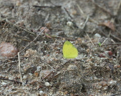 Eurema blanda