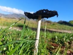 Coprinus