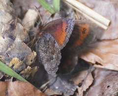 Erebia pronoe