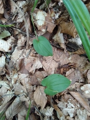 Maianthemum bifolium