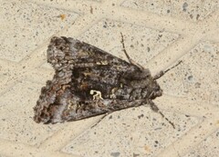 Syngrapha octoscripta