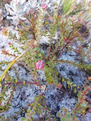 Diastella divaricata divaricata