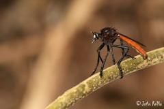 Archilestris magnificus