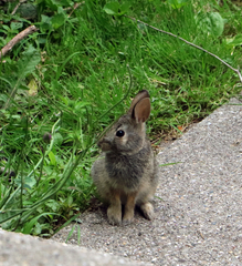 Sylvilagus floridanus
