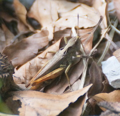 Gomphocerippus rufus