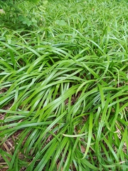 Carex pilosa