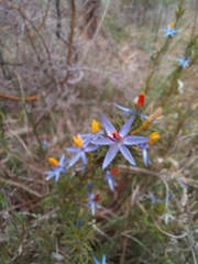 Calectasia