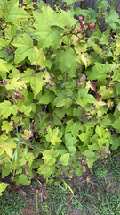 Rubus odoratus