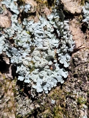 Myelochroa aurulenta