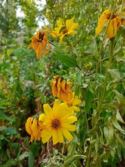 Helianthus tuberosus