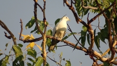 Ducula spilorrhoa